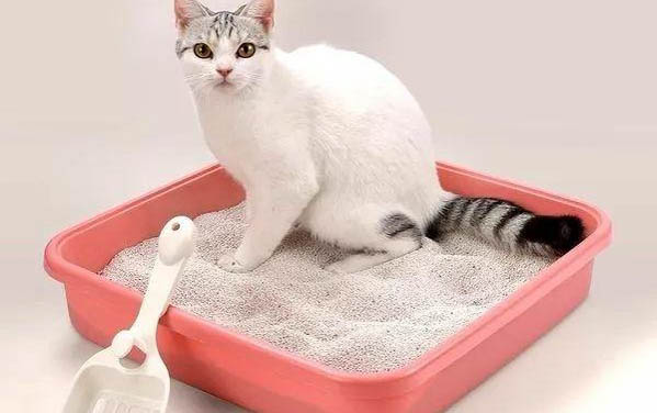 貓咪犬牙掉了多久能長出來