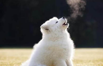 狗狗來月經會持續多久正常