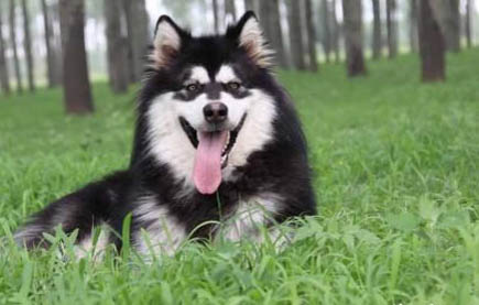 狗狗細小吐血還能好么