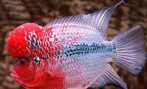 如何在魚缸里養河蟹