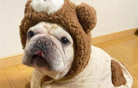 法國(guó)斗牛犬眼睛紅血絲的原因及處理方法