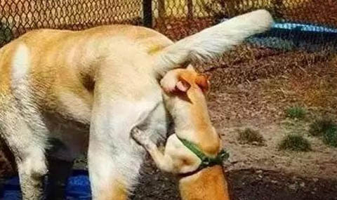 狗狗球蟲怎樣判斷