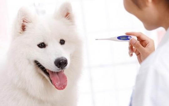狗狗帶鈴鐺影響聽力嗎