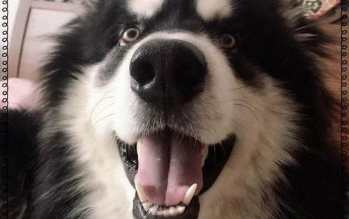 阿拉斯加是大型犬嗎