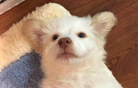 狗狗腸炎好了為什么沒活潑了