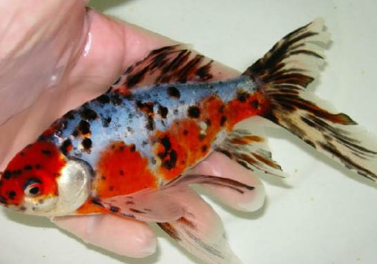 金魚吃了魚食又吐出來