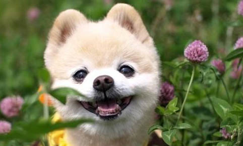 博美犬配種后幾天能看出是否懷孕