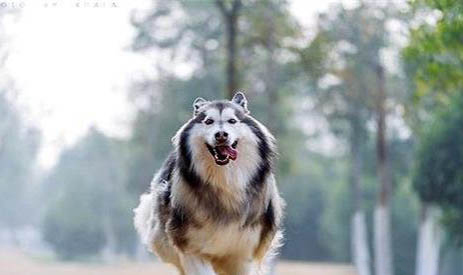 阿拉斯加犬怎么喂養，要每天遛彎嗎
