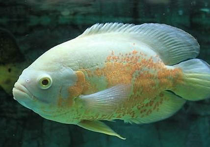 地圖魚產卵能活嗎