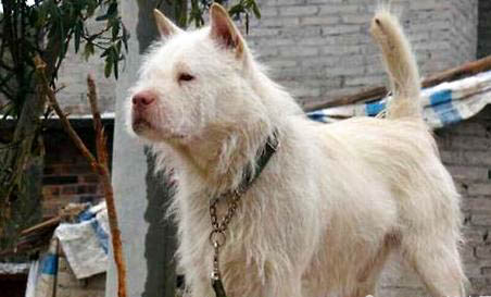 下司犬長毛還是短毛
