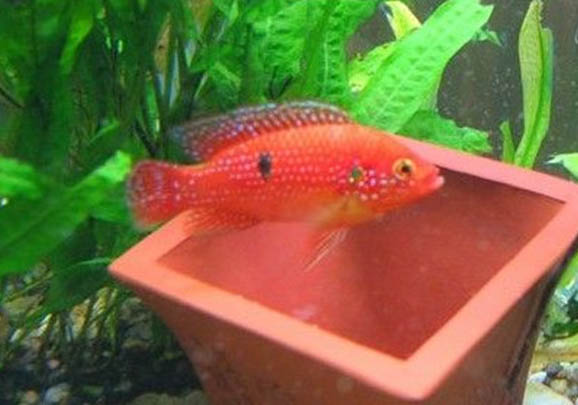 紅寶石魚(yú)如何分公母？