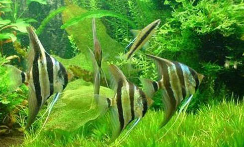 魚浮頭有哪些原因