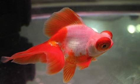 家庭養(yǎng)金魚的注意事項(xiàng)有哪些
