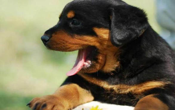 狗狗被撞一般會當場死亡嗎