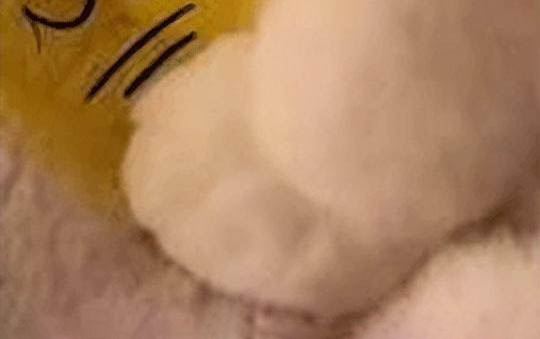貓咪怎么樣驅蟲？