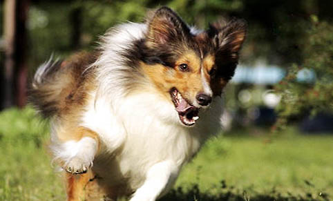古代英國牧羊犬什么顏色好