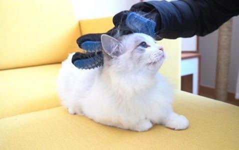 引起貓嘔吐的原因有什么