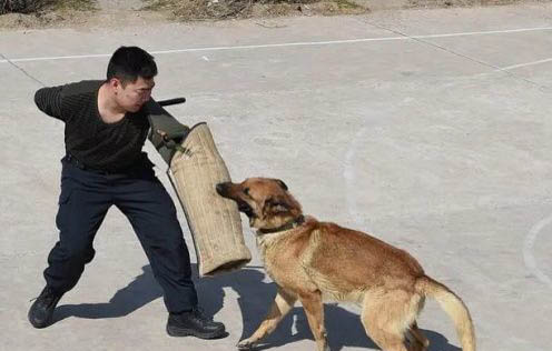 兩人同養(yǎng)狗狗認(rèn)誰(shuí)主人
