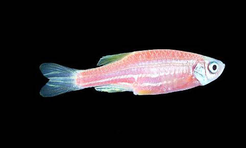 斑馬魚死亡前兆?