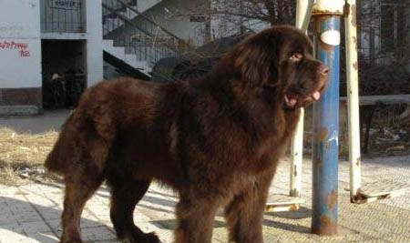 紐芬蘭犬打嗝