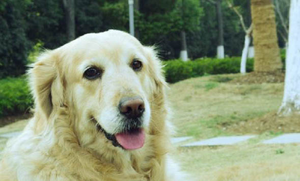 英系金毛犬和美系金毛犬的區別