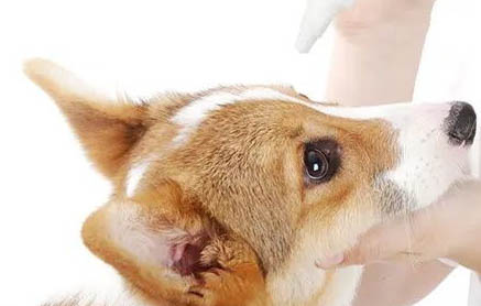 狗狗拔牙應注意的問題