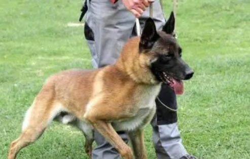 馬犬和德牧哪個好
