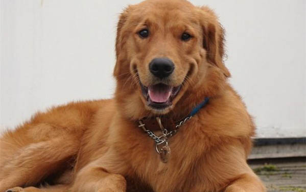 金毛犬多久能長大