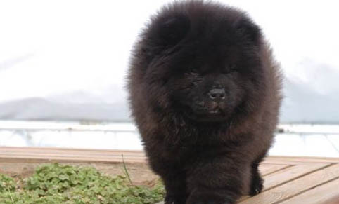 如何養護貝靈頓梗犬 生病特征及治療方法