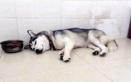 狗狗肝炎輸液多久能好