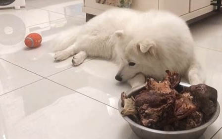 為什么狗狗會得濕疹