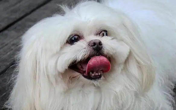 狗狗中耳炎是什么癥狀