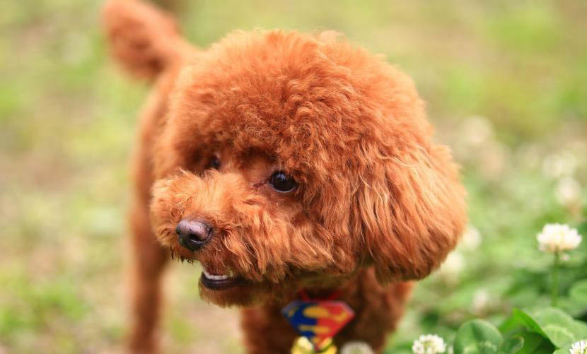 巨型泰迪犬多少錢一只