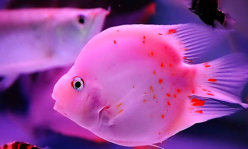 羅漢魚身上長白點怎么辦