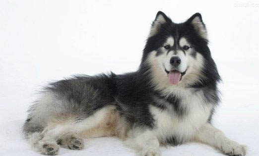 自制阿拉斯加犬狗糧怎么做
