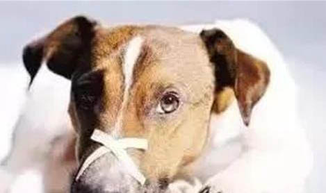 狗狗攜帶狂犬病毒能活多久？
