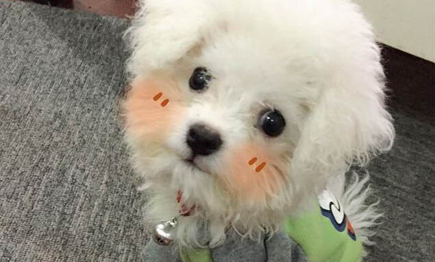 美國(guó)惡霸犬是什么狗