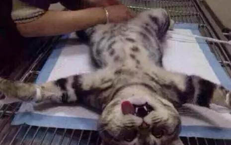 貓咪一直玩逗貓棒會累死嗎