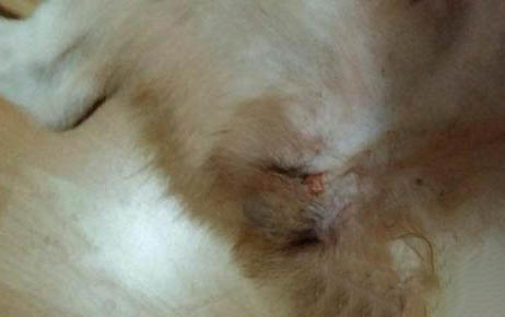 母狗羊水破了多久小狗會生出來