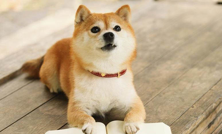 柴犬屬于中型犬嗎？