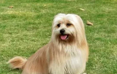 天然狗糧哪個牌子好價格不高