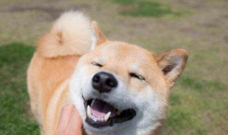 柴犬一窩可以生幾只