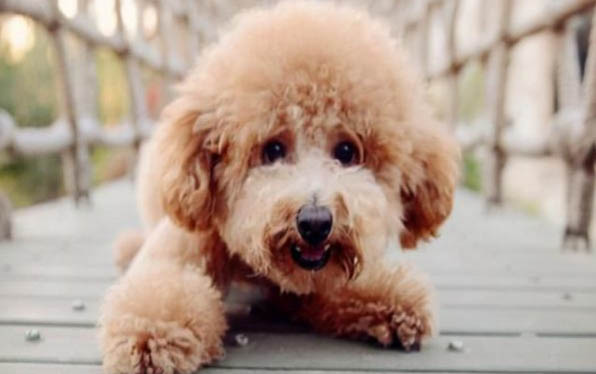 犬瘟拉稀便血怎么辦