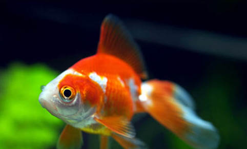 金魚變色原因分析