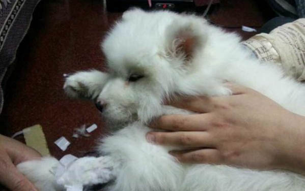 金毛幼犬總是撓癢癢