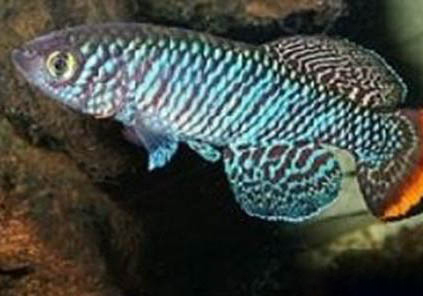 養熱帶魚多久放一次鹽比較好