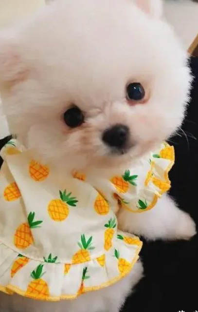 茶杯泰迪犬標準