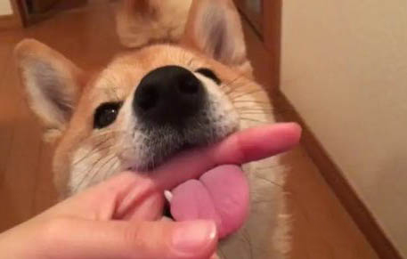 柴犬為什么不適合家養