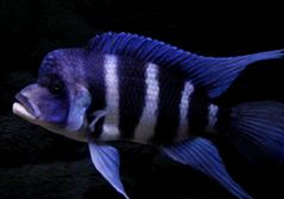 鼠魚繁殖多久一次？