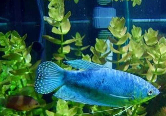 藍(lán)星魚繁殖方法?